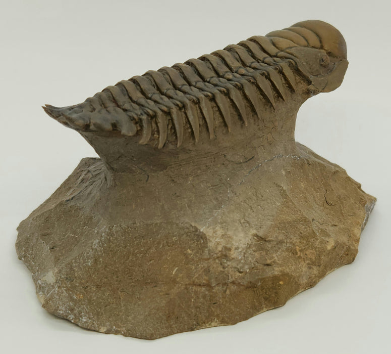 Crotalocephalina Trilobite | Morocco