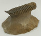In Stone Fossils 