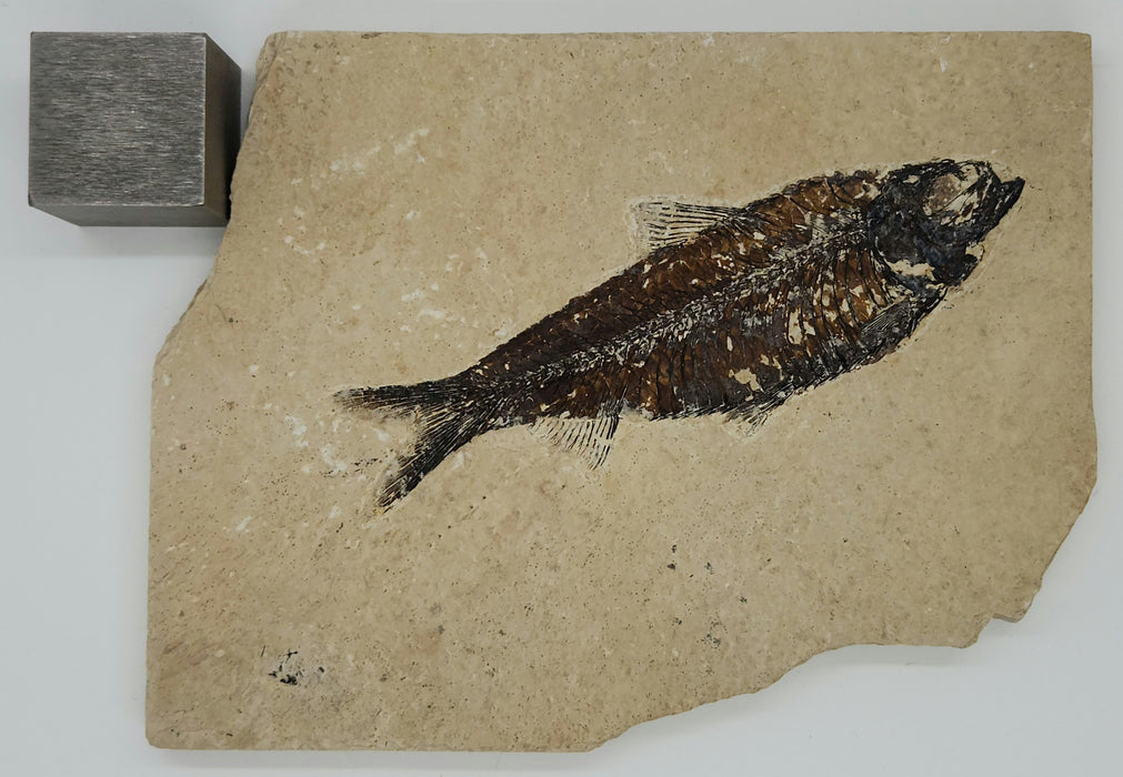 4.5" Knightia eocaena | 100% Natural | Green River Formation | Wyoming