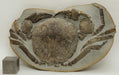 In Stone Fossils 