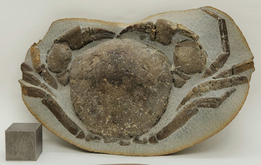 In Stone Fossils 