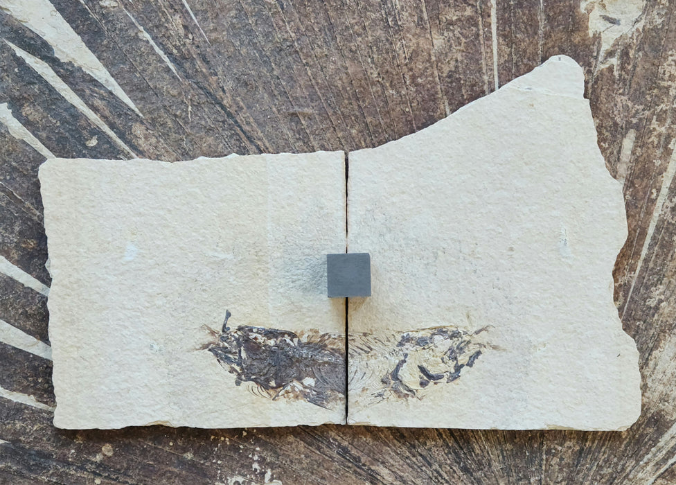 Positive/Negative Pair of a Partial Fossil Fish Aspiration | Mioplosus labracoides | Wyoming