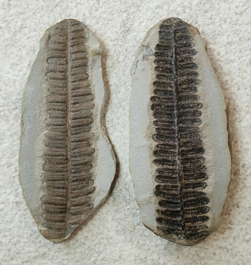 In Stone Fossils 