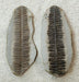 In Stone Fossils 