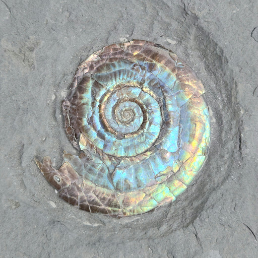 In Stone Fossils 
