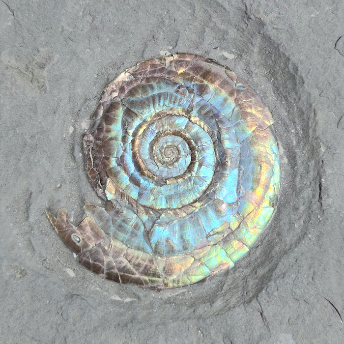 A++ Quality Psiloceras planorbis | Jurassic Rainbow Ammonite | North Somerset, England