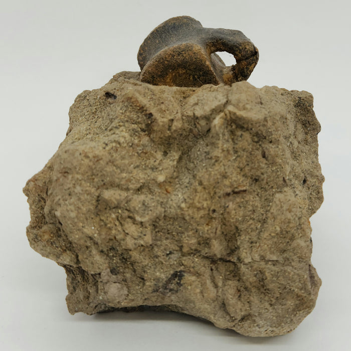 Hadrosaur Caudal (Tail) Vertebra on Matrix | Montana