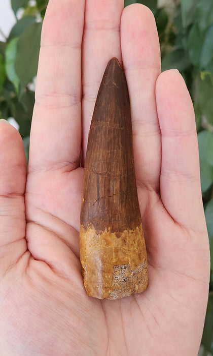 Spinosaurus Tooth | Cretaceous | Kem Kem Beds, Morocco