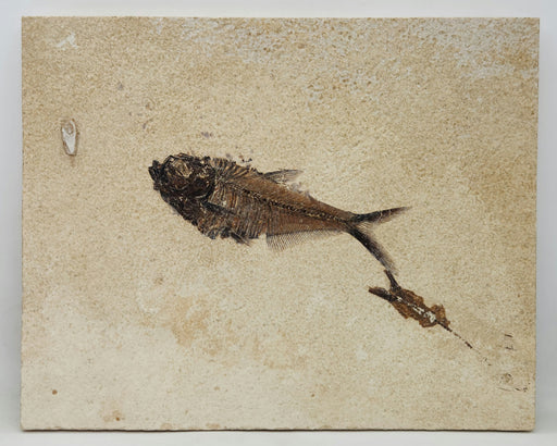 In Stone Fossils 