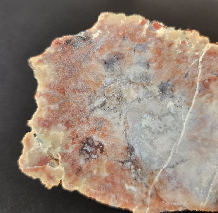 Authentic Dinosaur Coprolite End Slice 💩 | Unpolished