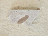 In Stone Fossils 