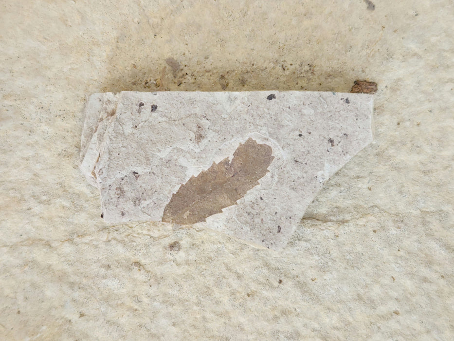 Eocene Experience Kit | Florissant Fossil Quarry | Colorado