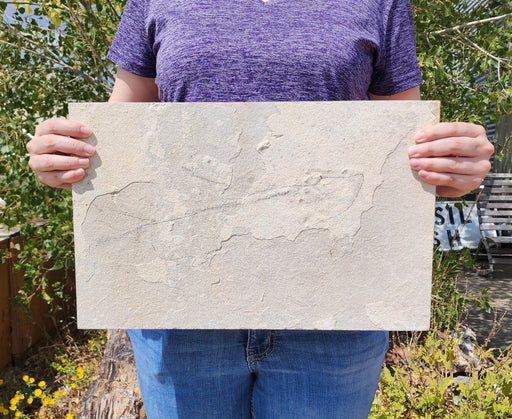 In Stone Fossils 
