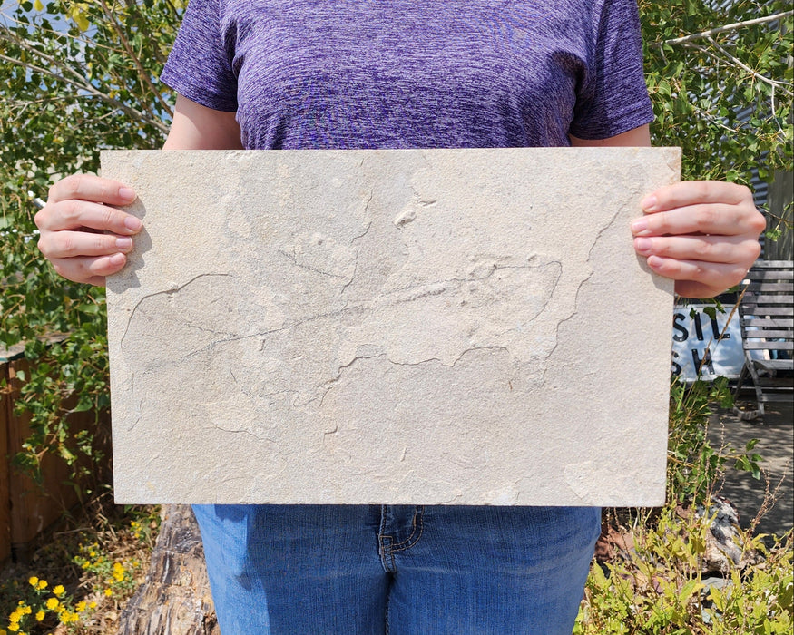 Prepare Your Own Fossil Fish