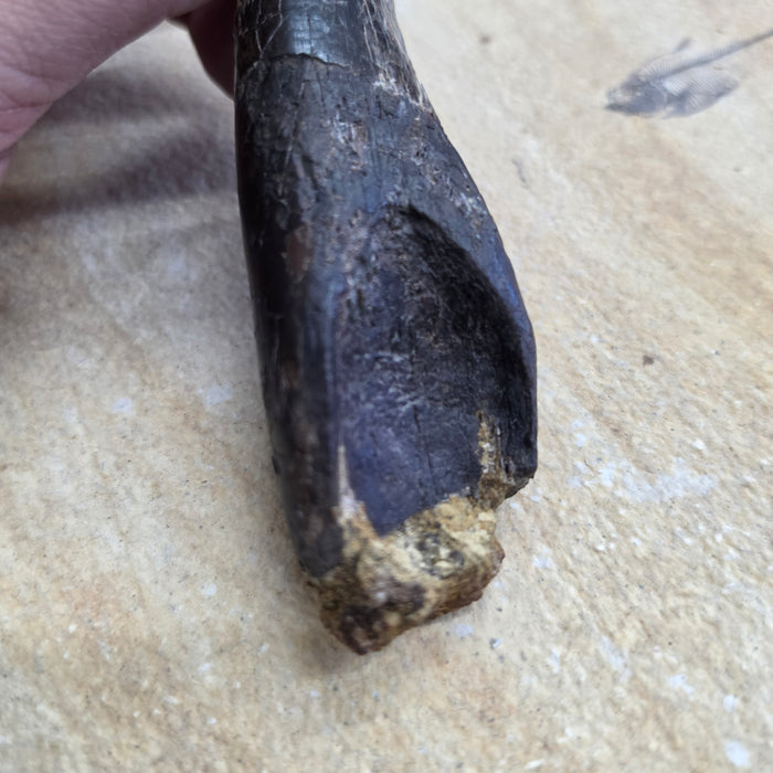 Rooted T.rex Tooth | Perkins Co. South Dakota | Hell Creek Formation