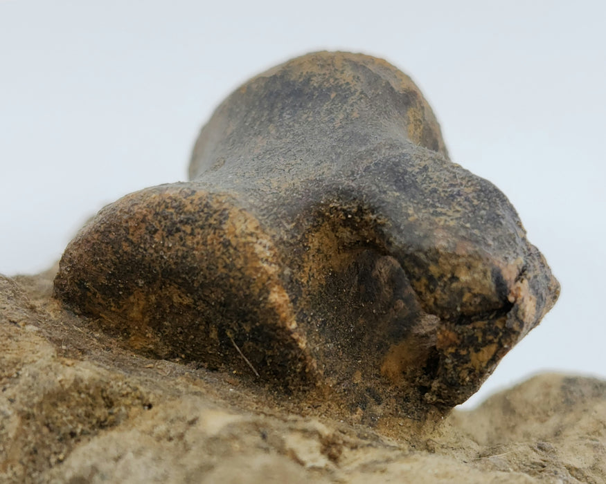 Hadrosaur Caudal (Tail) Vertebra on Matrix | Montana