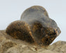 In Stone Fossils 