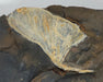 In Stone Fossils 