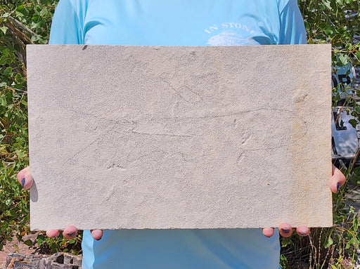 In Stone Fossils 