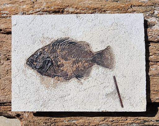 In Stone Fossils 