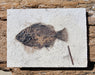 In Stone Fossils 