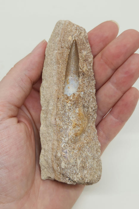Plesiosaur Tooth in Matrix