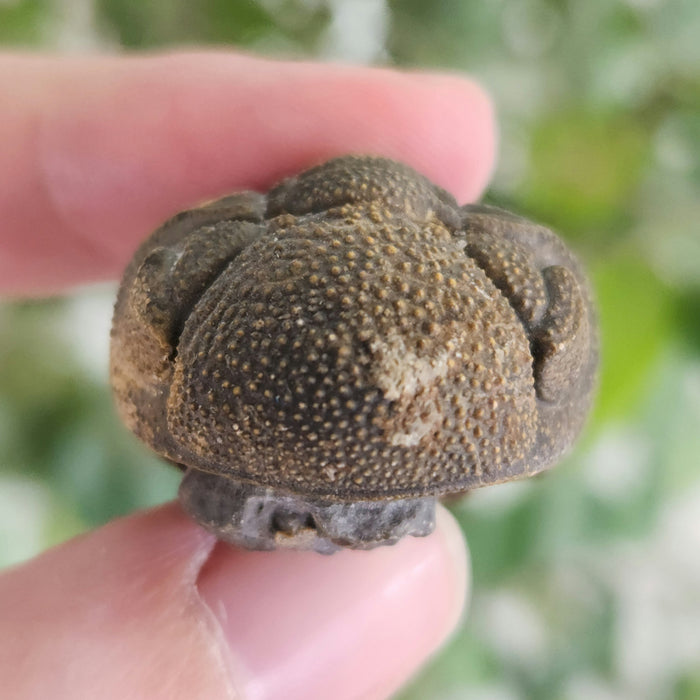 Enrolled Morocops Trilobite | Morocco