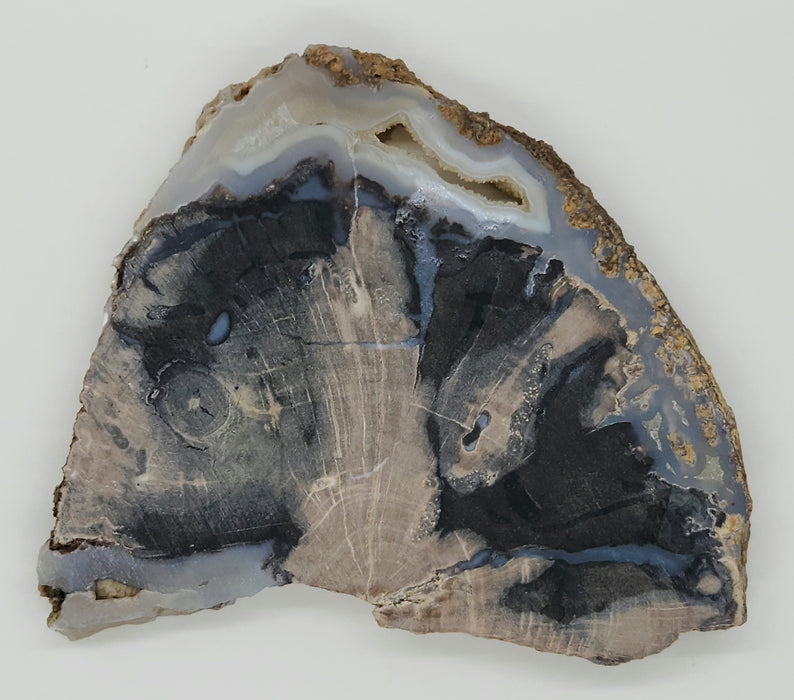 Blue Forest Unpolished Petrified Hardwood Slab | Eden Valley | Wyoming
