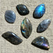 In Stone Fossils 