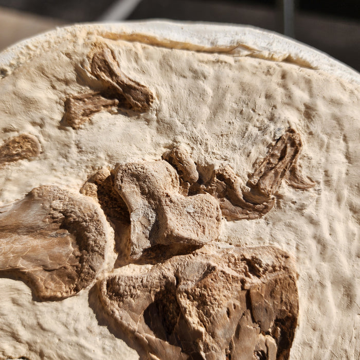 Pteranodon Wing Bone | Grove County, Kansas