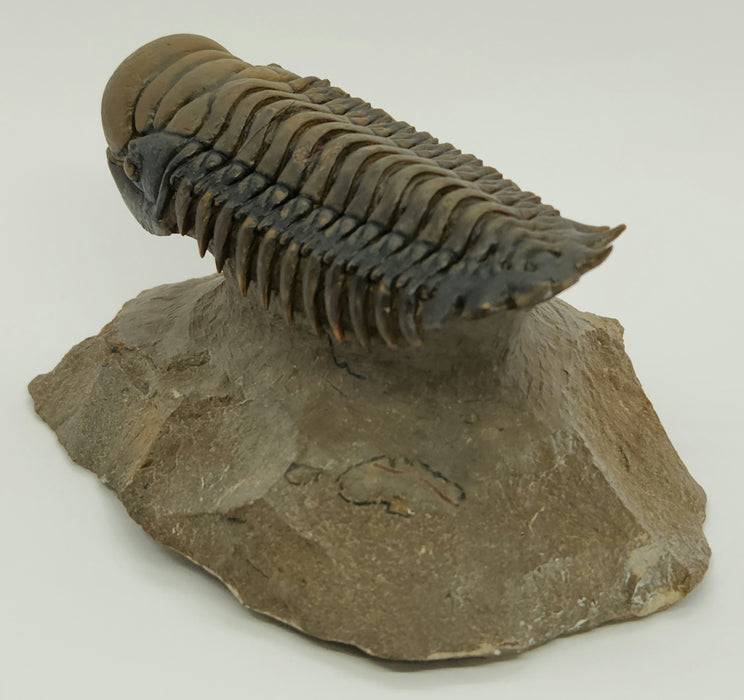 Crotalocephalina Trilobite | Morocco
