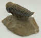 In Stone Fossils 