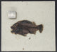 In Stone Fossils 