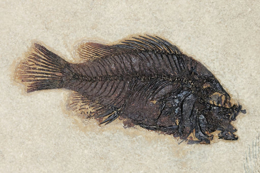 In Stone Fossils 