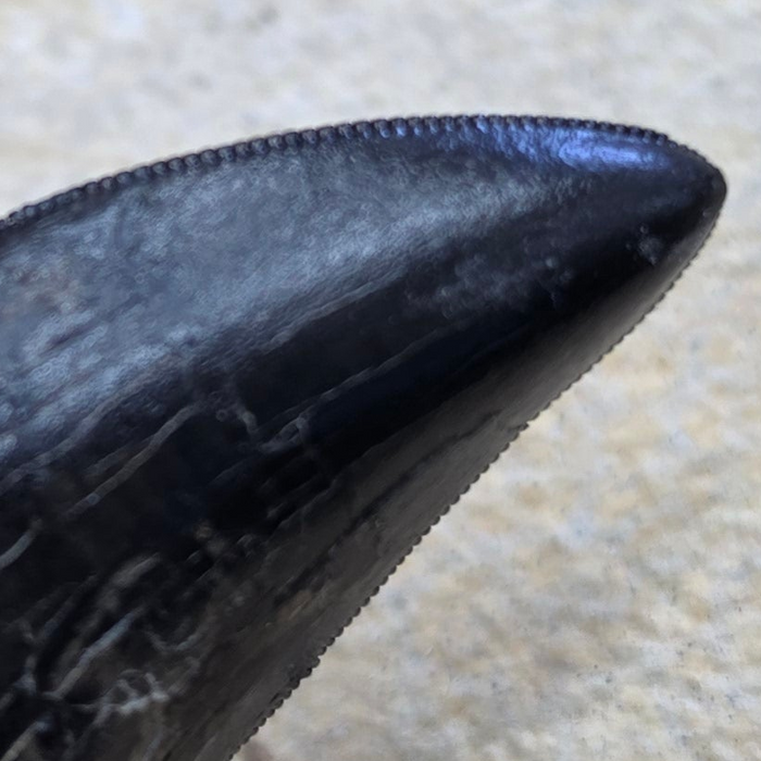 Rooted T.rex Tooth | Perkins Co. South Dakota | Hell Creek Formation