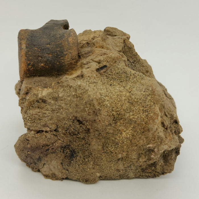 Hadrosaur Caudal (Tail) Vertebra on Matrix | Montana