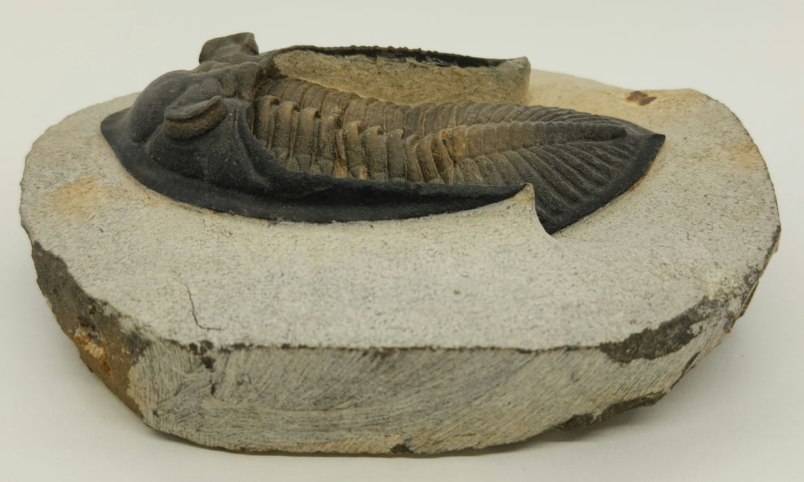 Odontochile hausmanni Trilobite | Morocco
