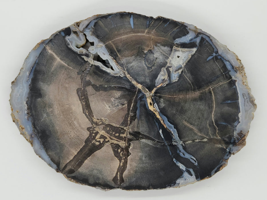 Blue Forest Unpolished Petrified Hardwood Slab | Eden Valley | Wyoming