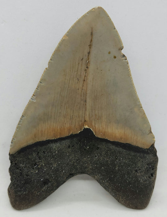 4" Megalodon Tooth | Hawthorn Formation