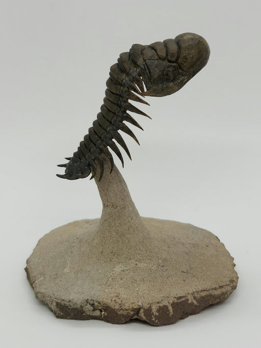 In Stone Fossils 