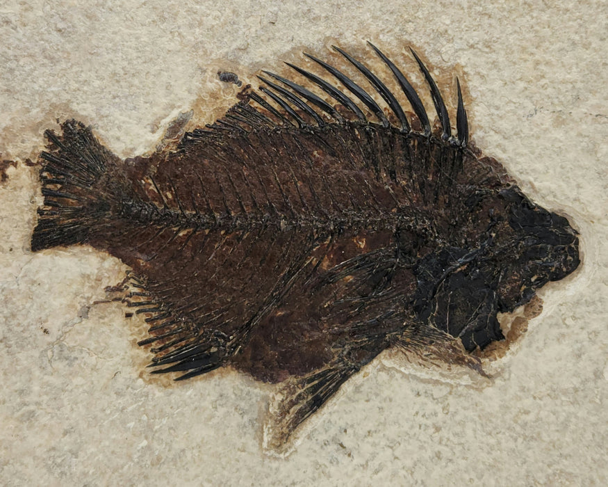 Double Cockerellites liops (formerly Priscacara liops) | 100% Natural | Green River Formation | Wyoming