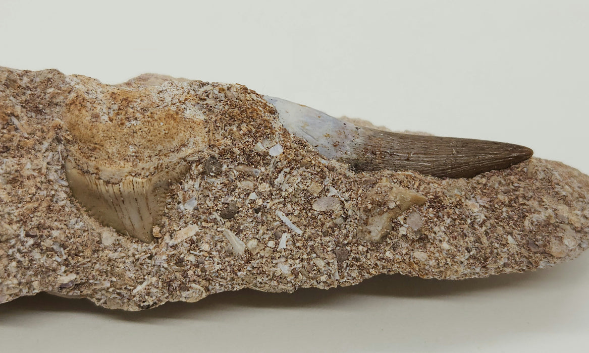 Plesiosaur Tooth in Matrix