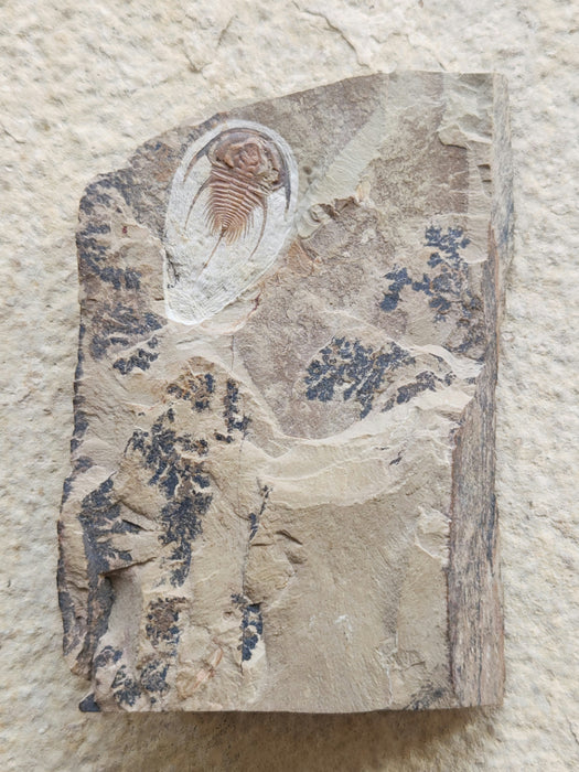 Olenellus Trilobite | Nevada