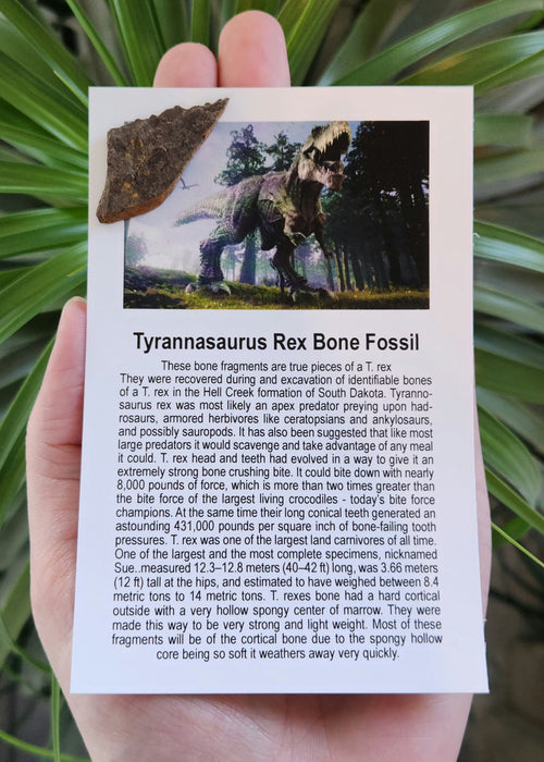 Tyrannosaurus rex Bone Fossil | Hell Creek Formation | South Dakota