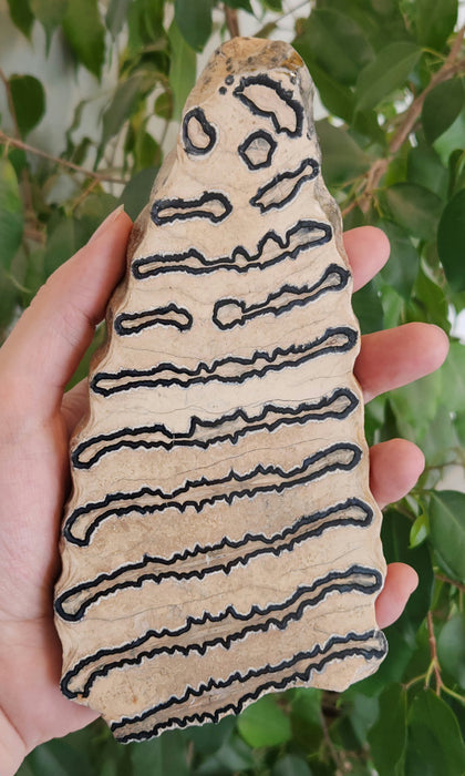 Polished Mammoth Molar Slice