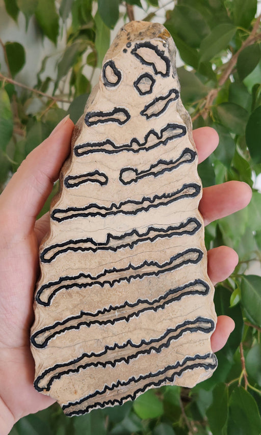In Stone Fossils 