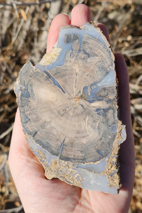 Blue Forest Unpolished Petrified Hardwood Slab | Eden Valley | Wyoming