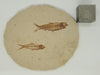In Stone Fossils 