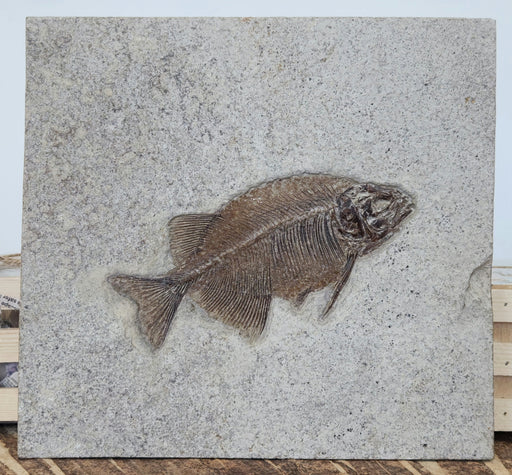 In Stone Fossils 
