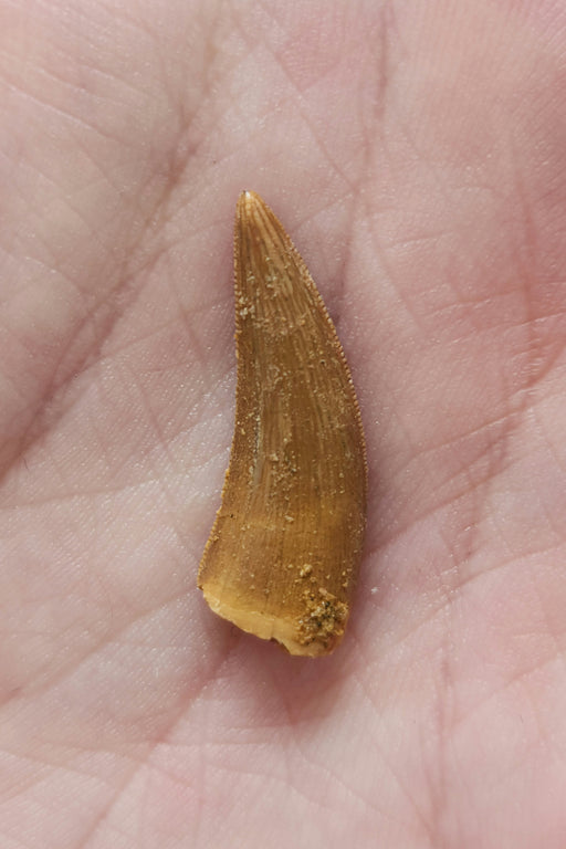In Stone Fossils 